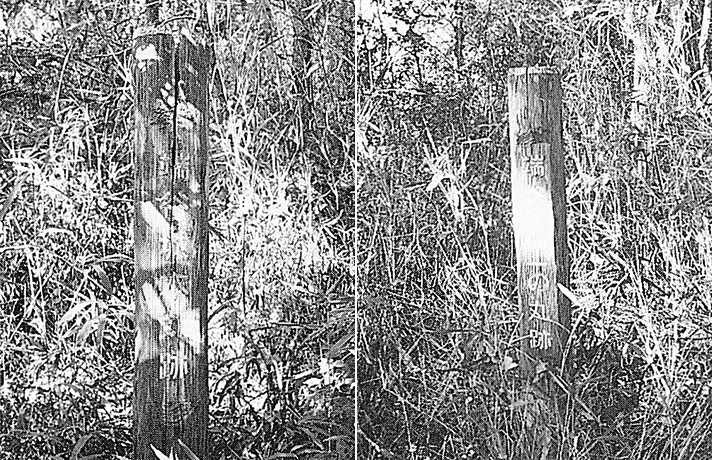藪に埋もれて残る櫨谷城本丸跡と二の丸跡